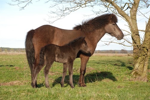 Ofelia med föl